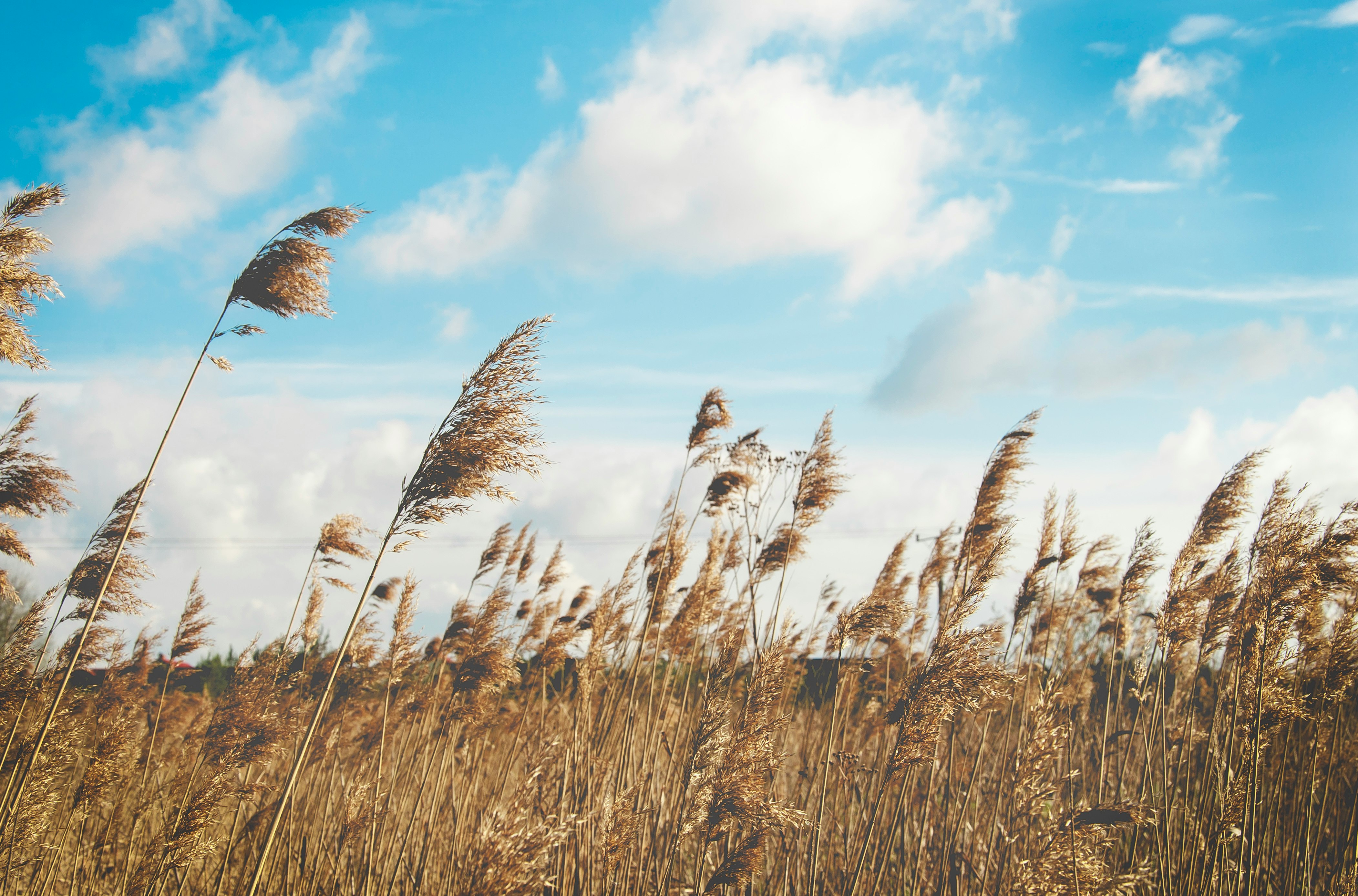 wheat field under clear blue sky